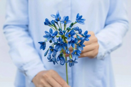 Агапантус 75 см