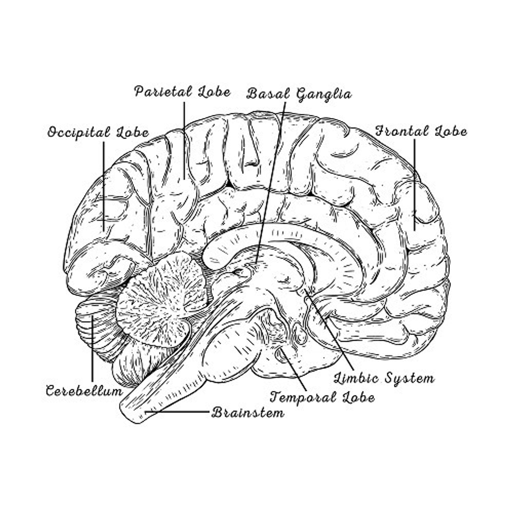 принт PewPewCat Анатомия мозга белый