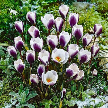 Крокус Принц Клаус 1шт