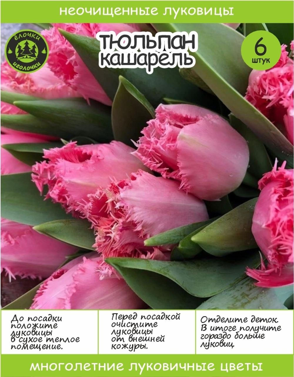 Тюльпан Луковица, Кашарель, 6+ шт