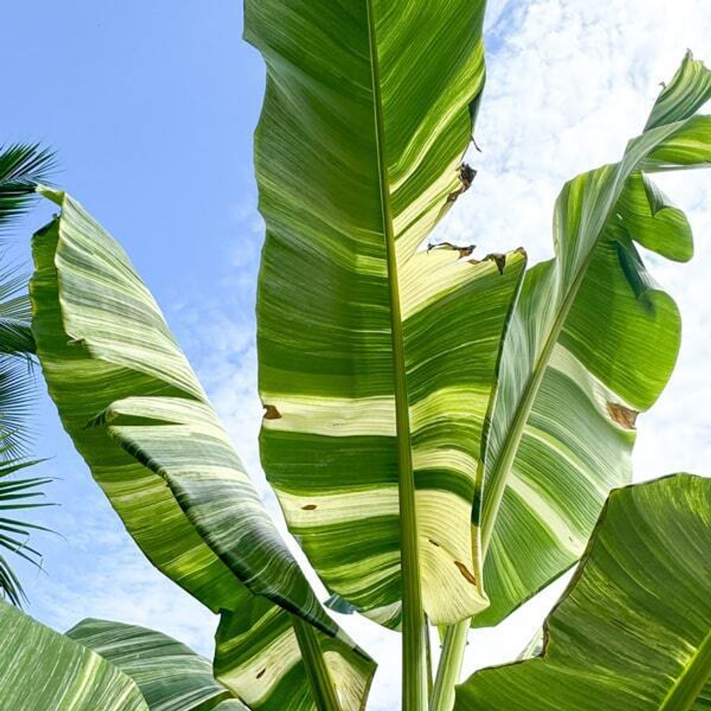 Банан вариегатный TANEE