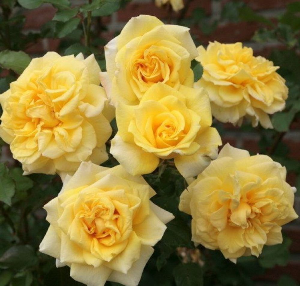 Штернталер (Sterntaler)