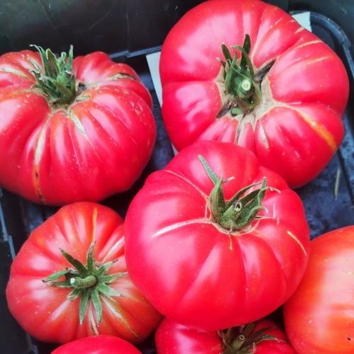 Пурпурные Помидоры Тётушки Джини из Старой Германии - Aunt Ginny's Purple Tomato