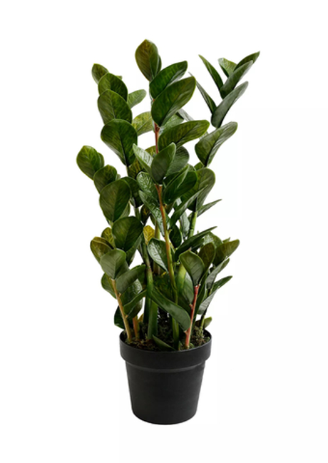 Куст замиокулькаса 67см