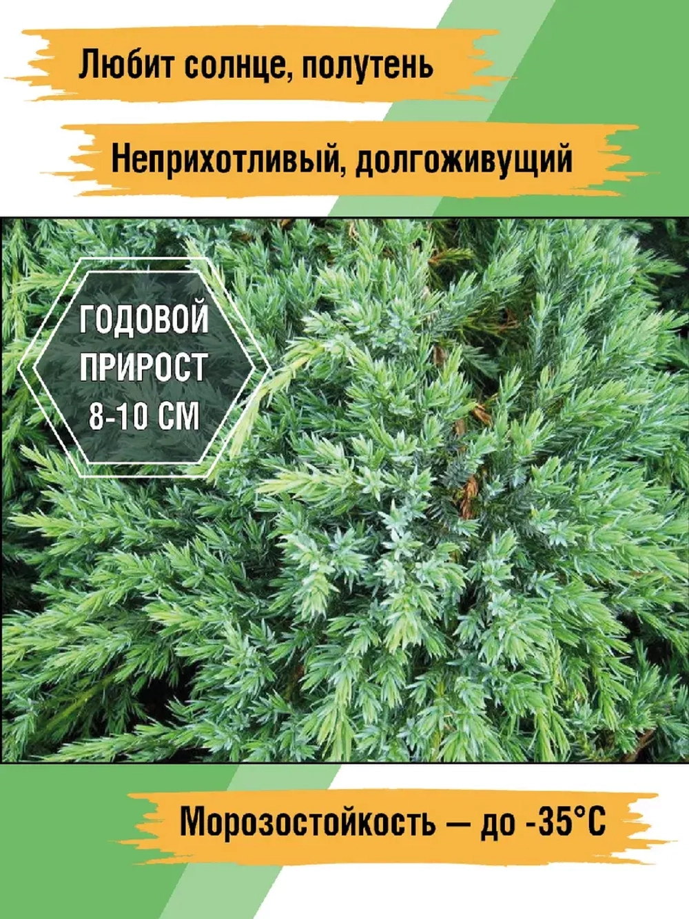 Можжевельник Блю карпет саженцы хвойных