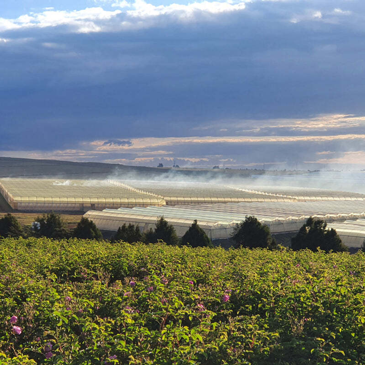 🌸 Роза дамасская (Rosa × damascena) — эфирное масло — 25 дней ухода за лицом — 8 марта у Феи