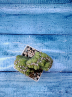 Cereus Peruvianus Monstrosus (Цереус)