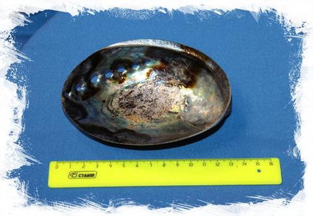 Галиотис Ирис Перламутровый, 11-15см, 1шт