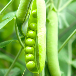 МУЦИО семена гороха (Syngenta | Alexagro)