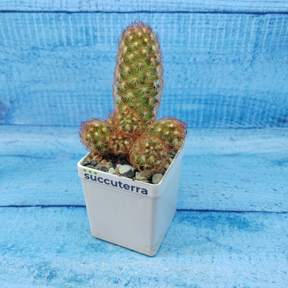 Mammillaria Elongata rubra (Маммилярия)
