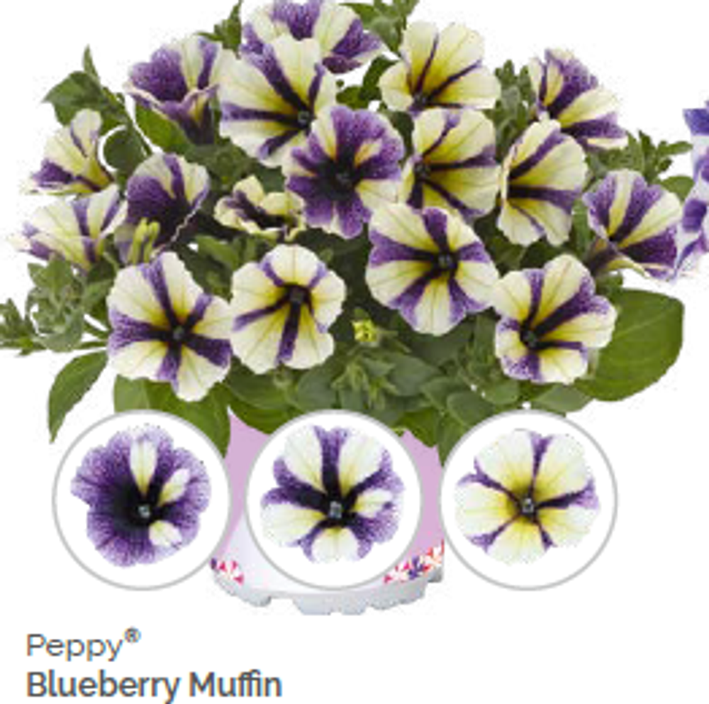 Петуния Peppy Blueberry Muffin укорененный черенок ОКС конец ноября
