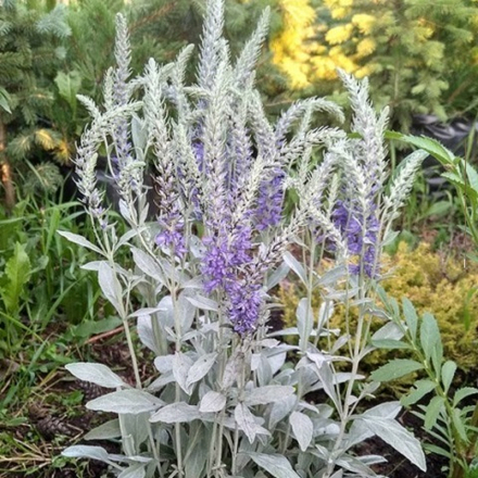 Вероника седая