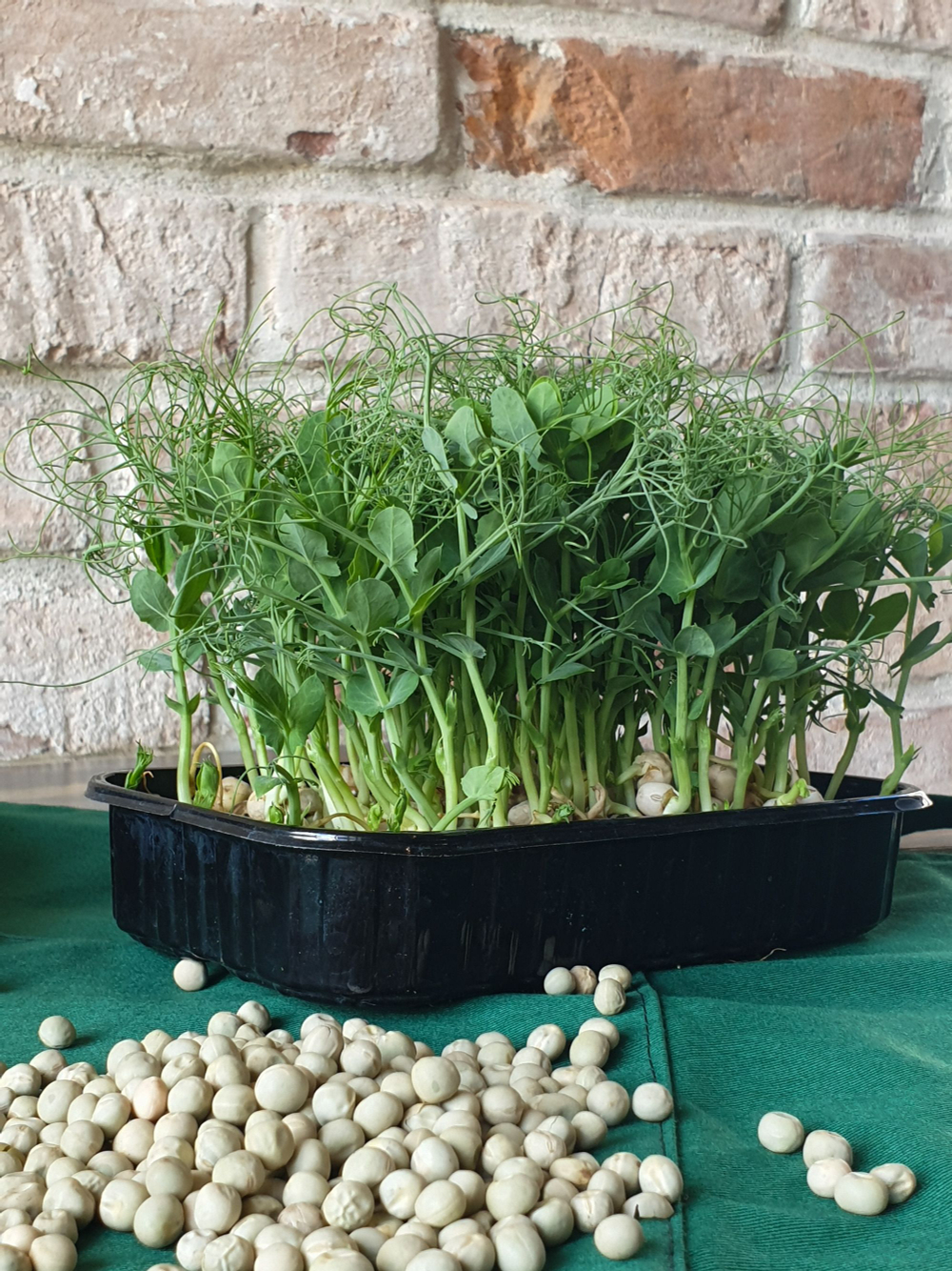 Семена горох зеленый Мадрас, микрозелень 5кг. Горох для проращивания