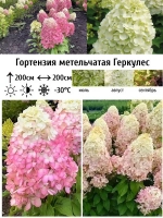 Геркулес гортензия метельчатая