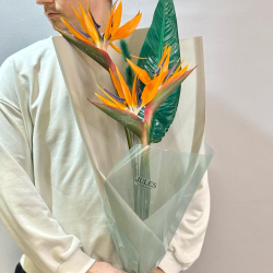 Птица, которая решила остаться. Букет со стрелицией