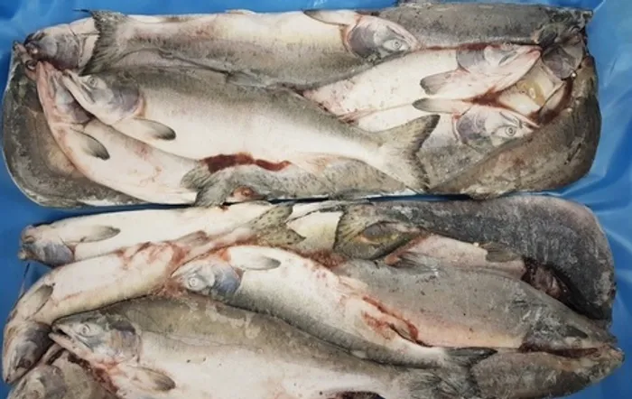 Горбуша н/р  (1/20*10) Вест-Фиш 2025 г.