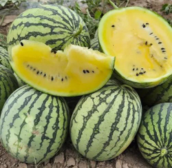 Арбуз Шампань F1 (Takii | Alexagro) 5шт