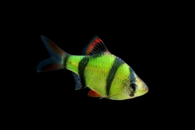 Барбус Гло Фиш Зеленый