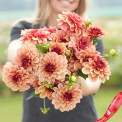 Георгин Crème de Cognac (корень) Закупка М55 апрель 2026