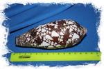 Конус ауликус (Conus aulicus)