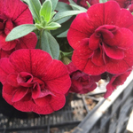 Калибрахоа Aloha Double Red (махровая, красная) р9 1шт