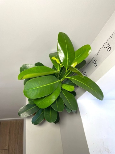 Фикус Микрокарпа, 2в1, D17см Н75см, Нидерланды