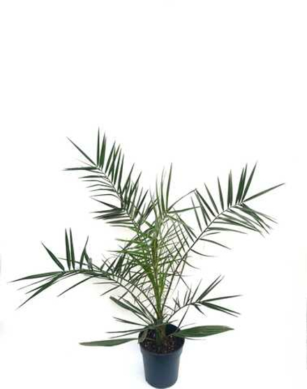 Финик Канарский