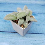 Kalanchoe Eriophylla (Каланхоэ)