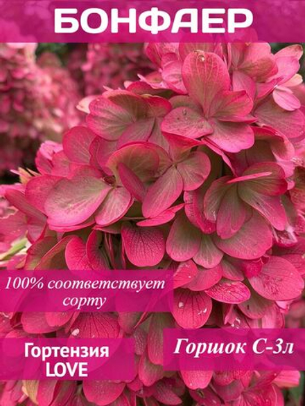 Бонфаер гортензия метельчатая