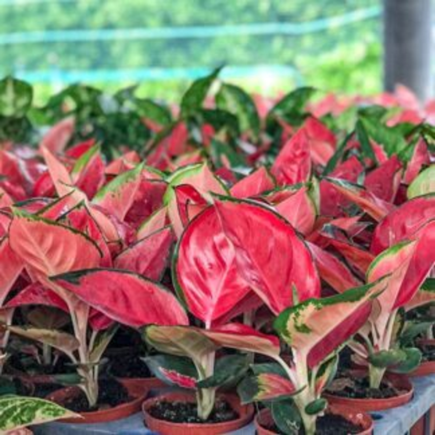 Купить Семена Аглаонемы Почтой России