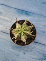 Euphorbia meloformis f. Variegated (Эуфорбия вариегатная)