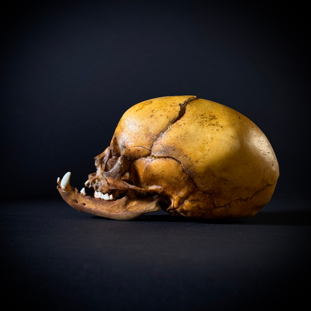 Маленький монстр