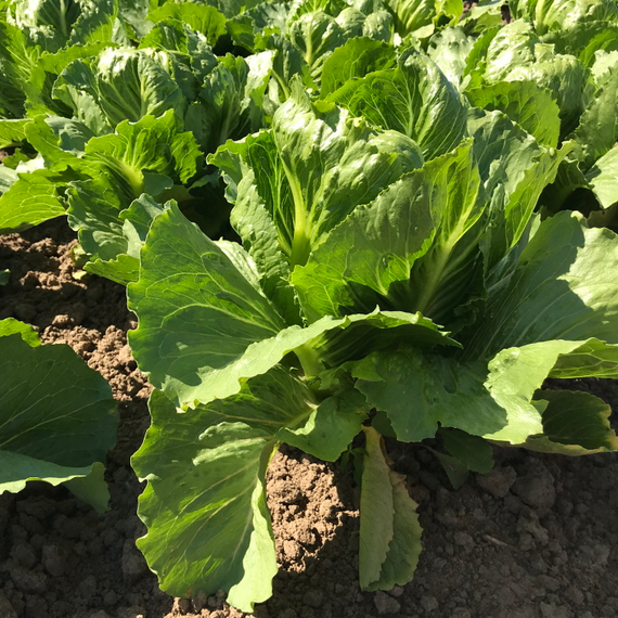 Кранчита семена салата ромэн (Rijk Zwaan / Райк Цваан) – фото 7