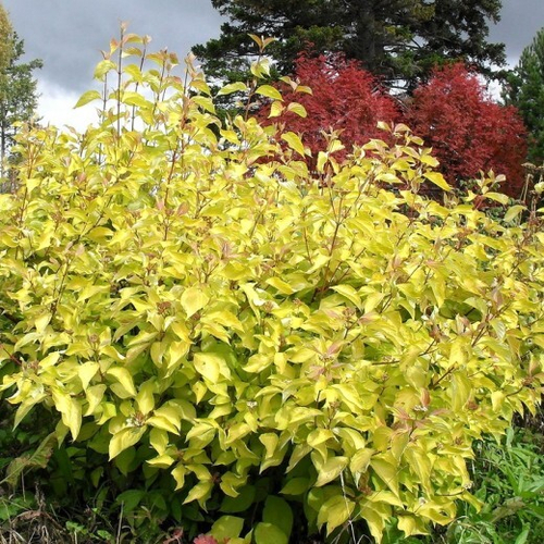 Дерен белый «Ауреа» (Cornus alba «Aurea»)
