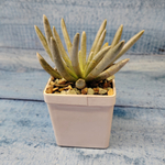 Senecio Scaposus (Крестовник)