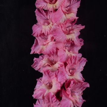 Гладиолус крупноцветковый Чудеса в Решете