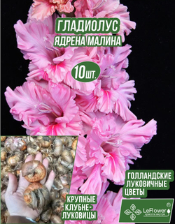 Гладиолус Луковица, Ядрена Малина, 10 шт
