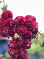 Георгин помпонный Корнел