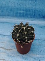 Gymnocalycium Friedrichii (Гимнокалициум)