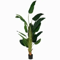 Банановое дерево высота 210 см