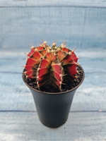 Gymnocalycium Variegata (Гимнокалициум Вариегатный)