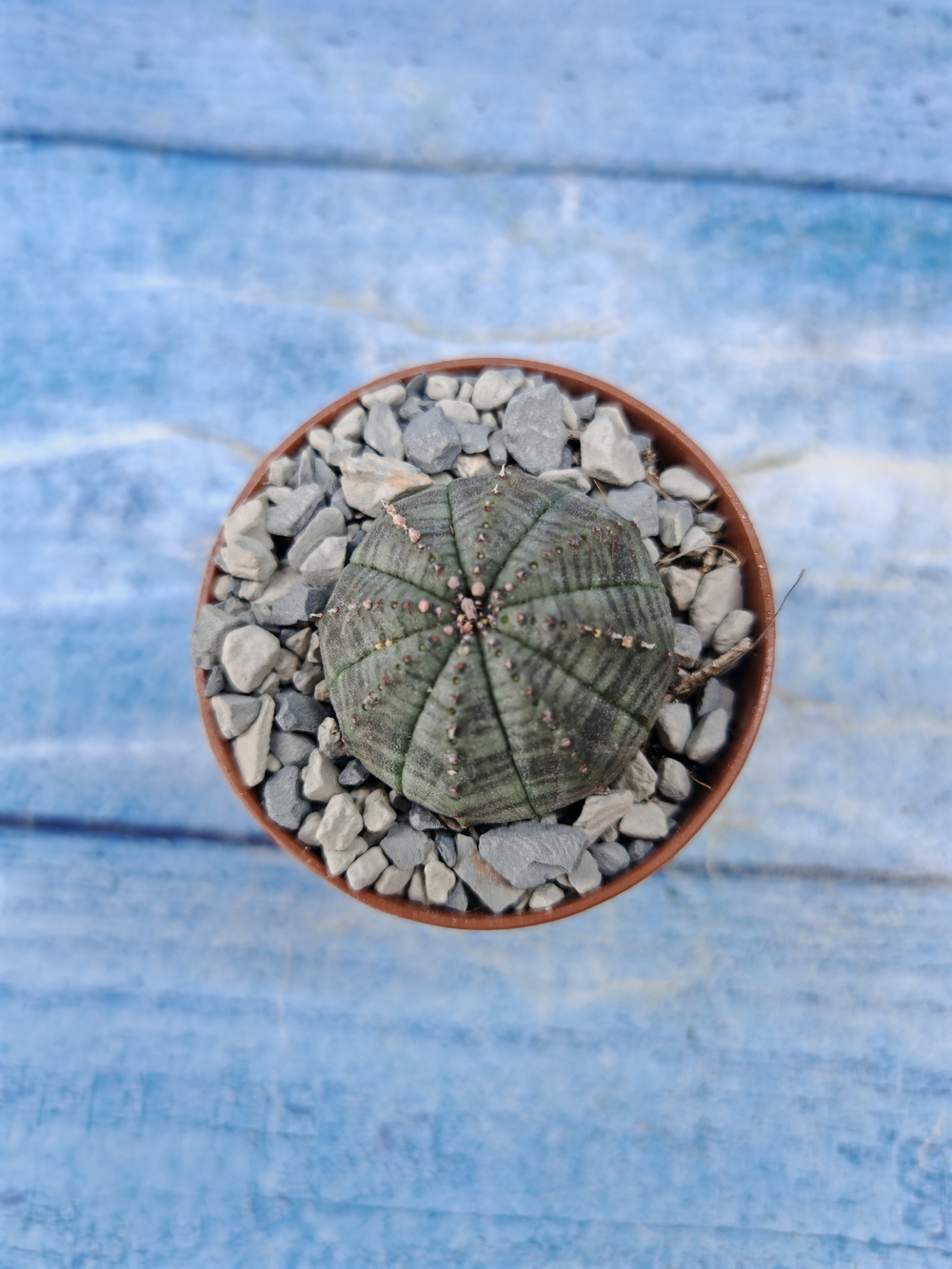Euphorbia Obesa (Эуфорбия)