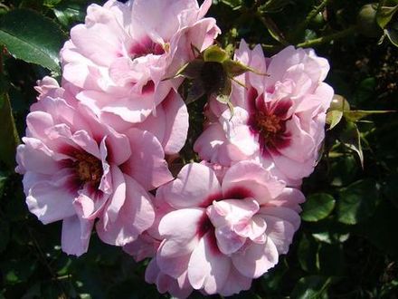 Энджел Айс (Angel Eyes)