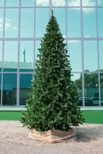 Большая елка «Рублевская» (пвх) 6 м