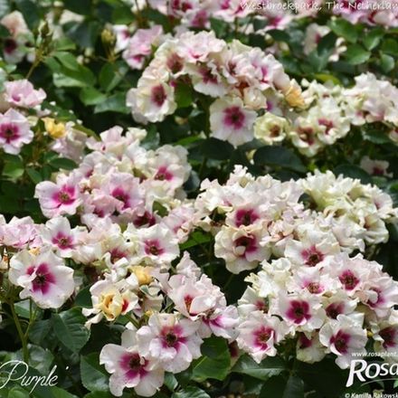 Си Ю ин Пёрпл (See You in purple)