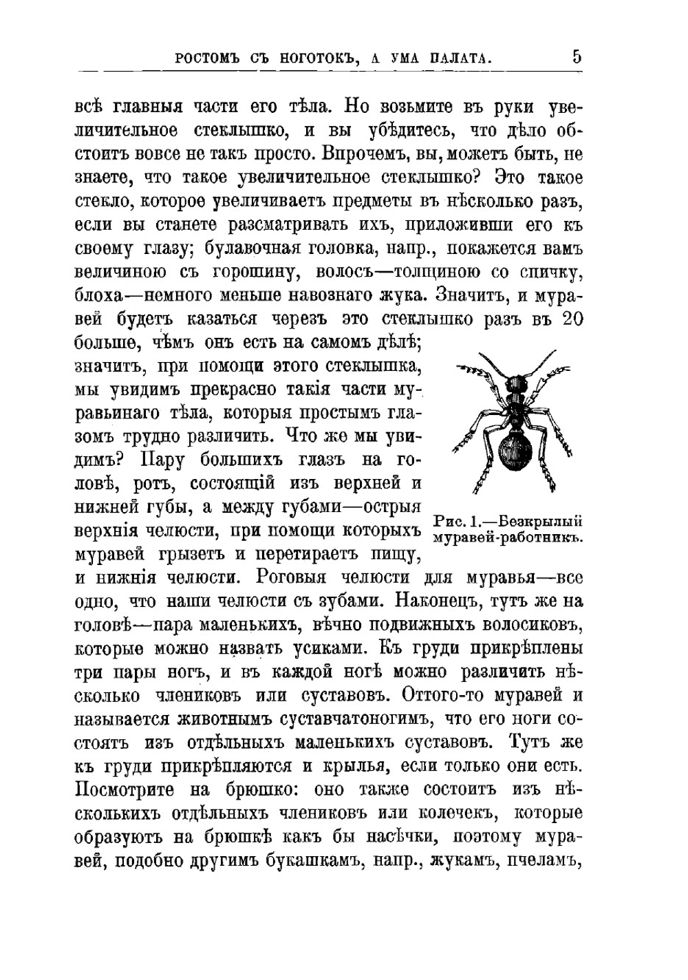 Ростом с ноготок, а ума палата. Жизнь муравьев | Лункевич Валериан Викторович
