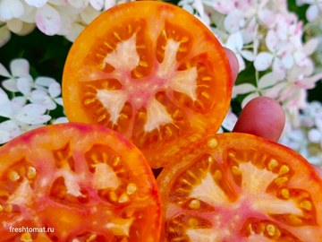 Козула 133 (striped pointed pink) сорт томата