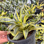 Сансевиерия JAPANESE TWIST