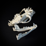 Череп волка