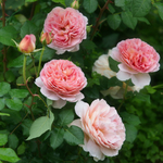 Роза Абрахам Дерби